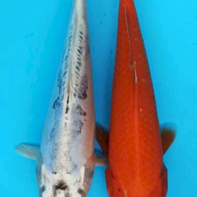Alumunium red kiko beni 23-24cm