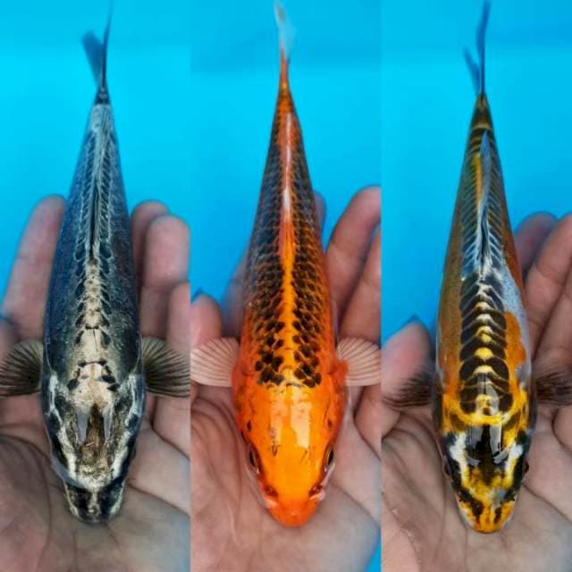 Trio hikari mengkilap 20bu