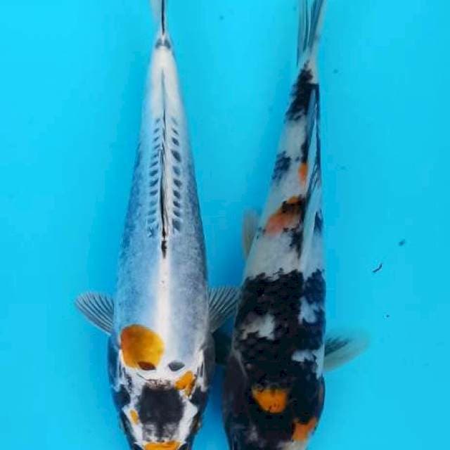 Duet kinkiko X showa ginrin 19cm