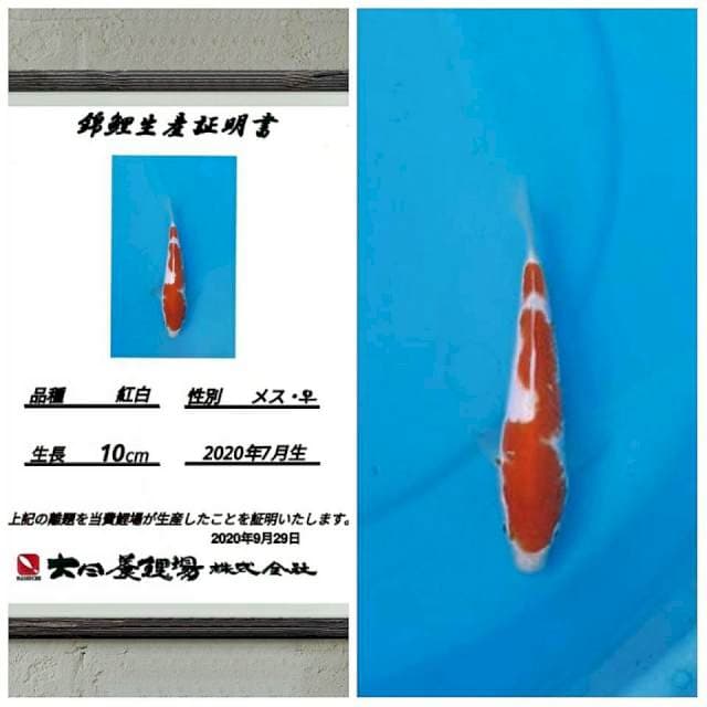No.19 (super inazuma kohaku dainichi)20bu