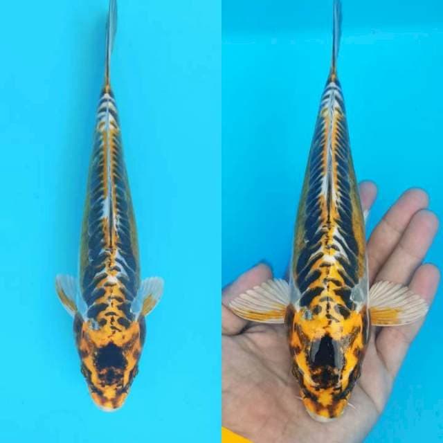 Kawari macan sisik tengkorak 24cm