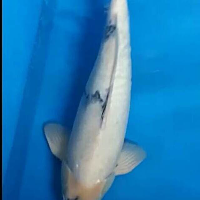 Shiro f1 50cm