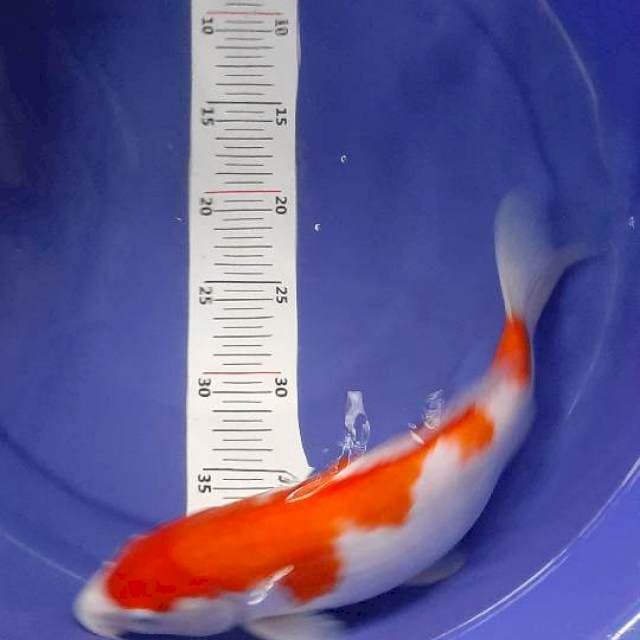 Kohaku 34 cn