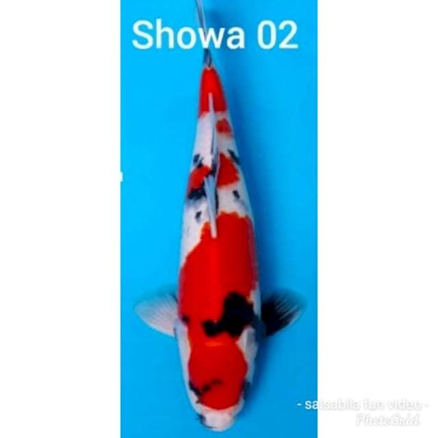 Showa 38vcm