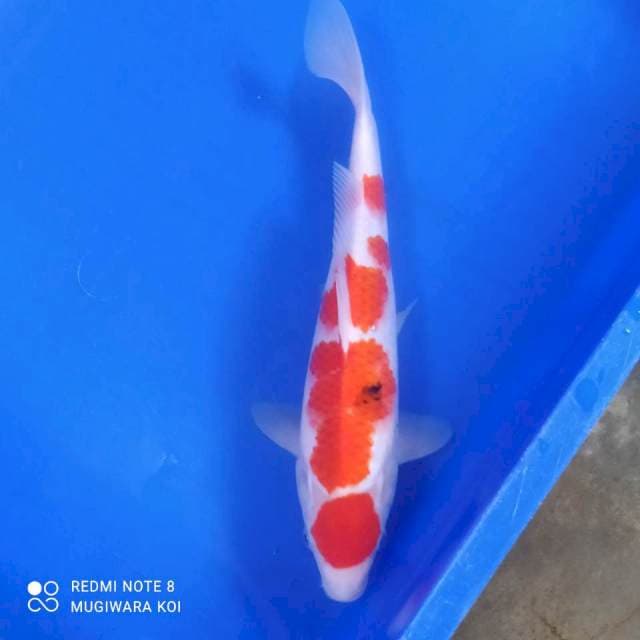 Maruten Sanke Original 30cm