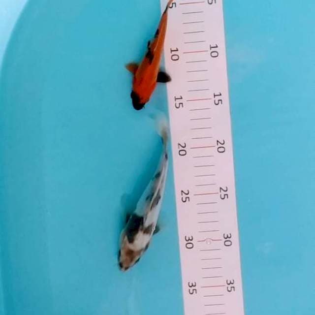 shiro utsuri 14-17cm