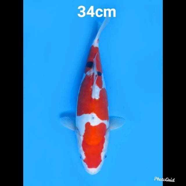 Sanke doitsu Murni , 34cm