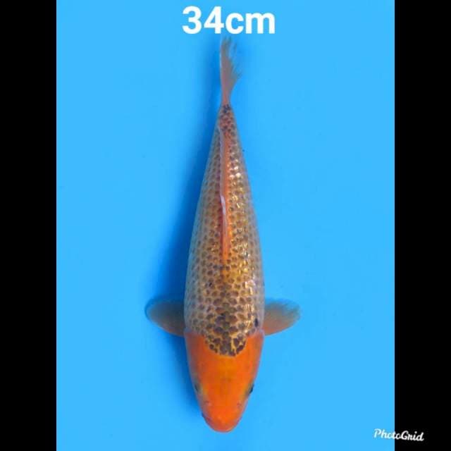 JT Matsuba Ginrin , 34cm