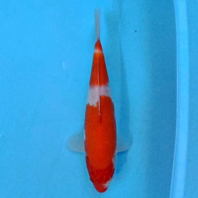 Nidan Kohaku 24 cm