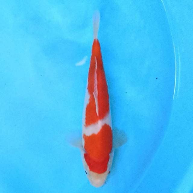 Nidan Kohaku 20 cm