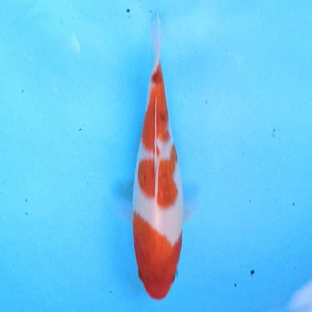 Kohaku 18 cm