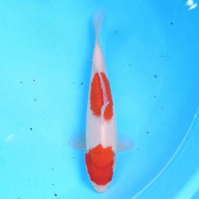 Nidan Kohaku 20 cm