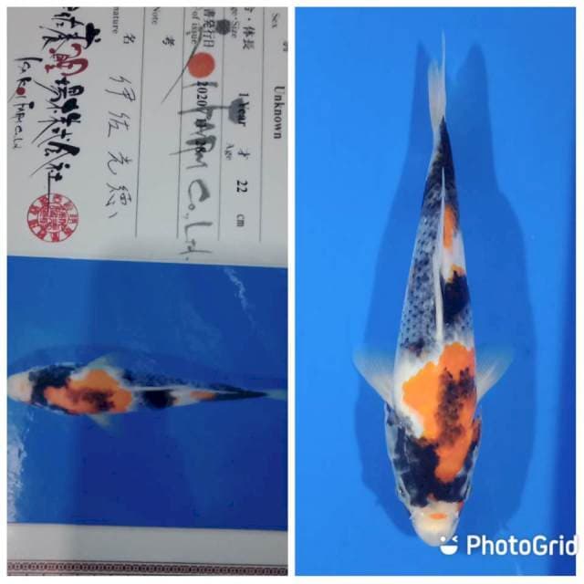 Showa jumbo tosai isafarm