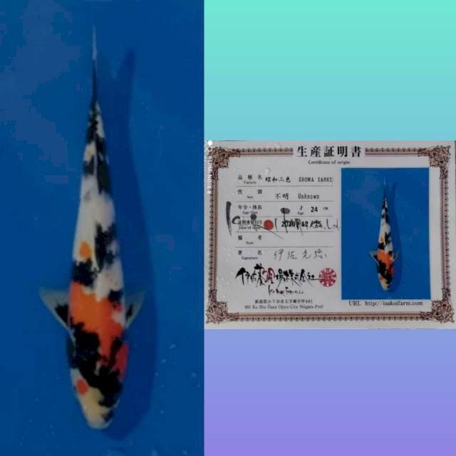 Isa Showa..28 Cm