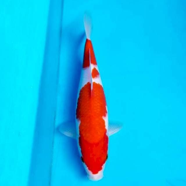 KOHAKU 31 CM