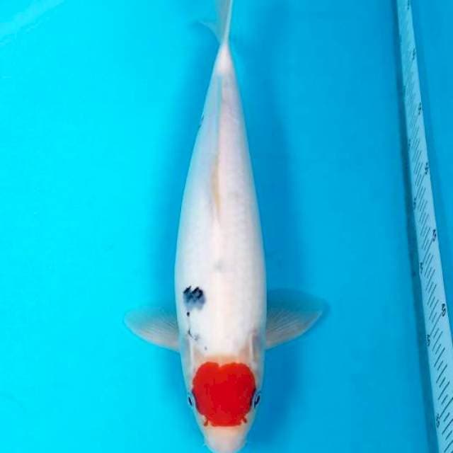 TANCHO SANKE 36 CM MALE