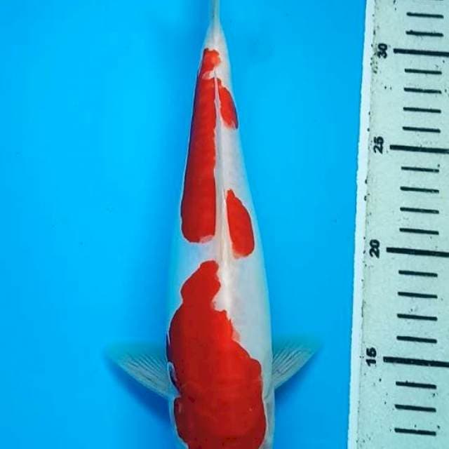 KOHAKU ORIGINAL DOITSU 29 Cm, JANTAN