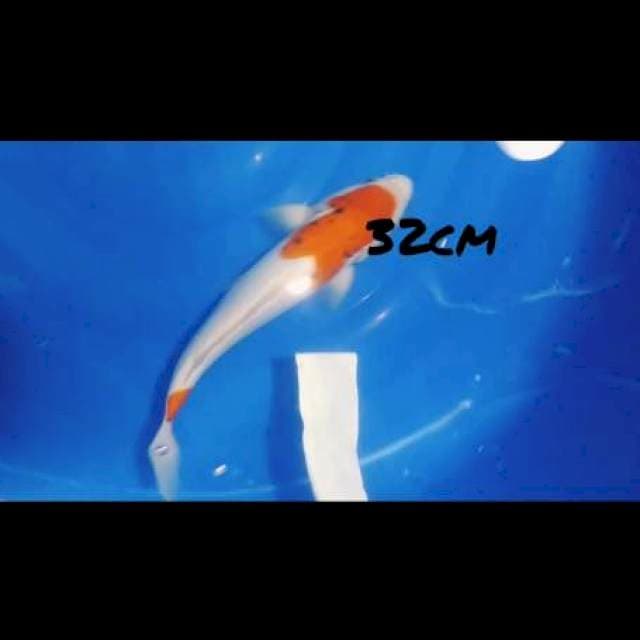 Beni kumon 32cm