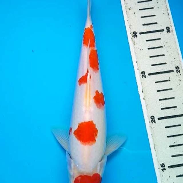 MARUTEN KOHAKU ORIGINAL 26 Cm, JANTAN