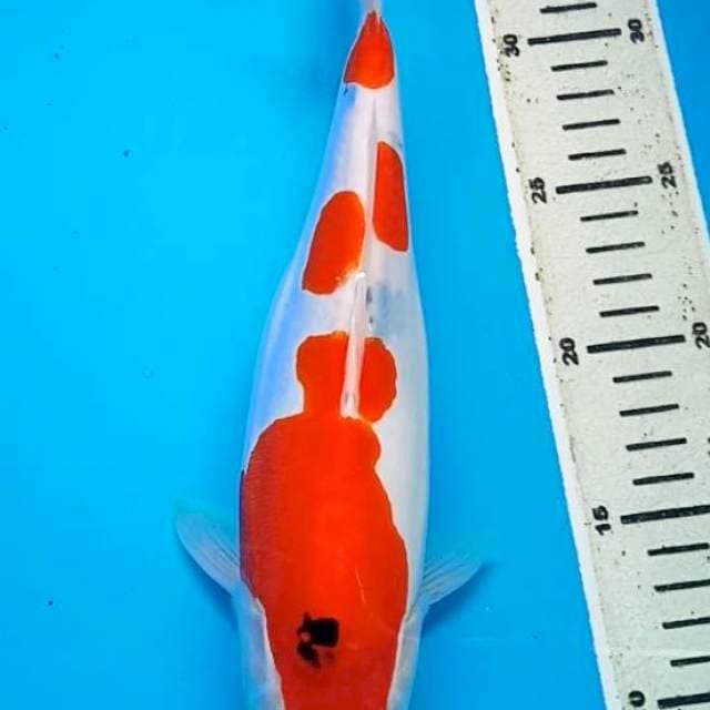 SANKE DOITSU MURNI BULKY 29 Cm