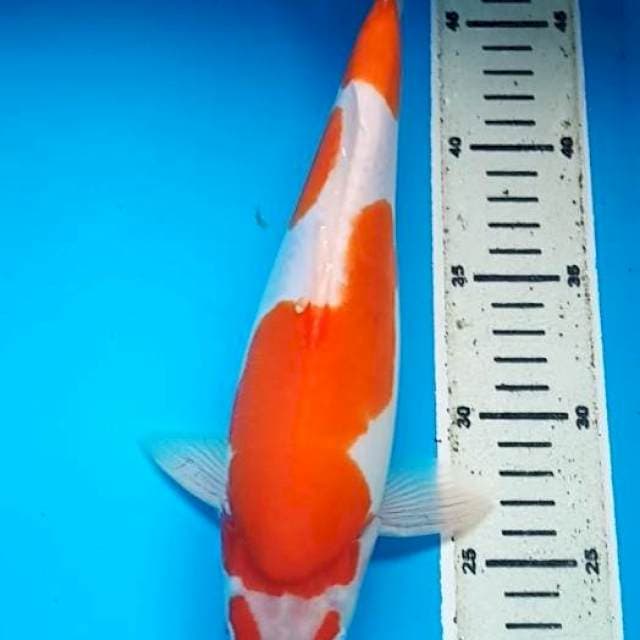 KOHAKU DOITSU MURNI BULKY 30 Cm, JANTAN
