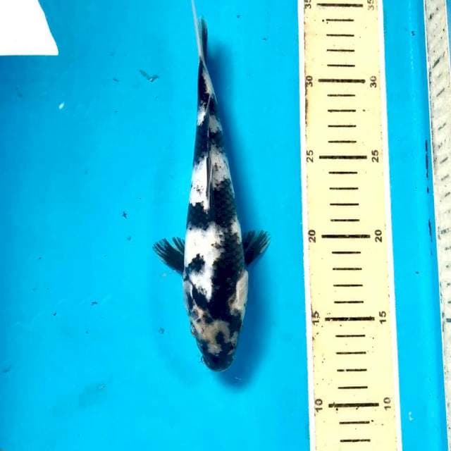 Shiro, 21 cm