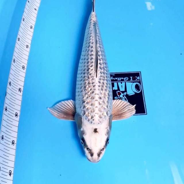 ⭐Male mukasi Ginrin