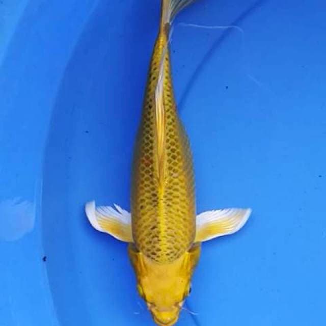 Kumpay kin matshuba 27 cm