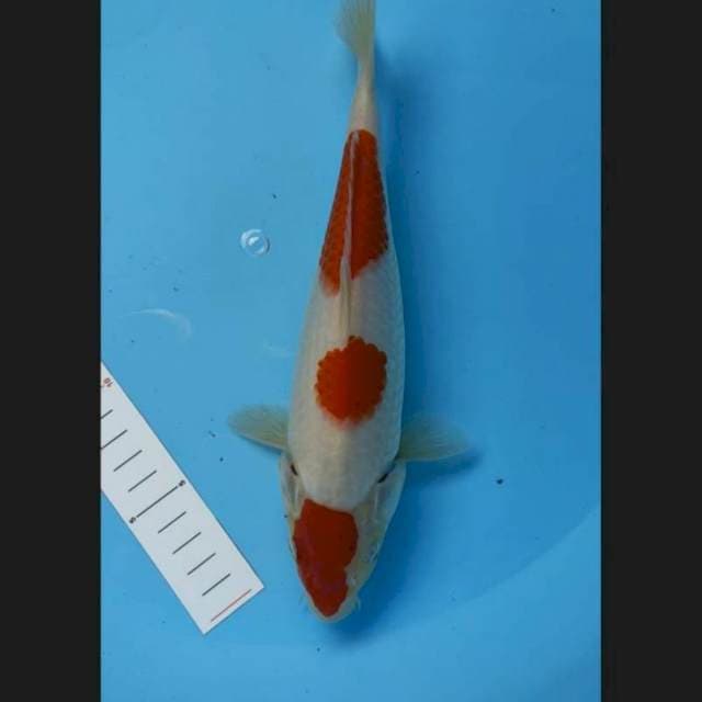 Marten kohaku