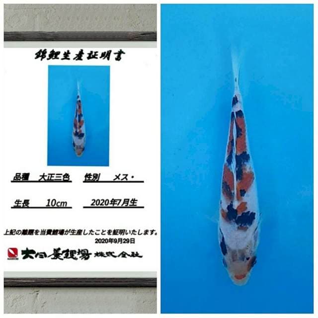 No.7(sanke bozu import dainichi)