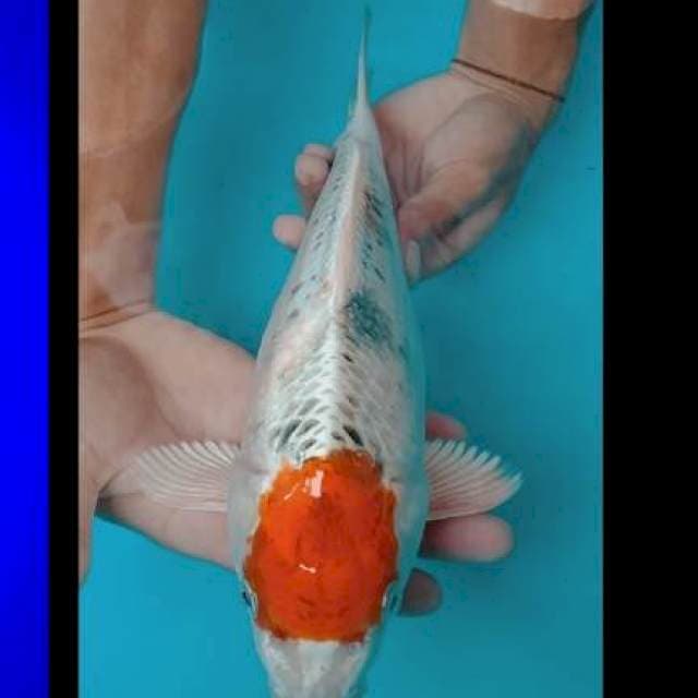 Tc Kojaku jos32cm ๐ฎ๐ฉ๐ฏ๐ต๐ฎ๐ฉ๐ฏ๐ต