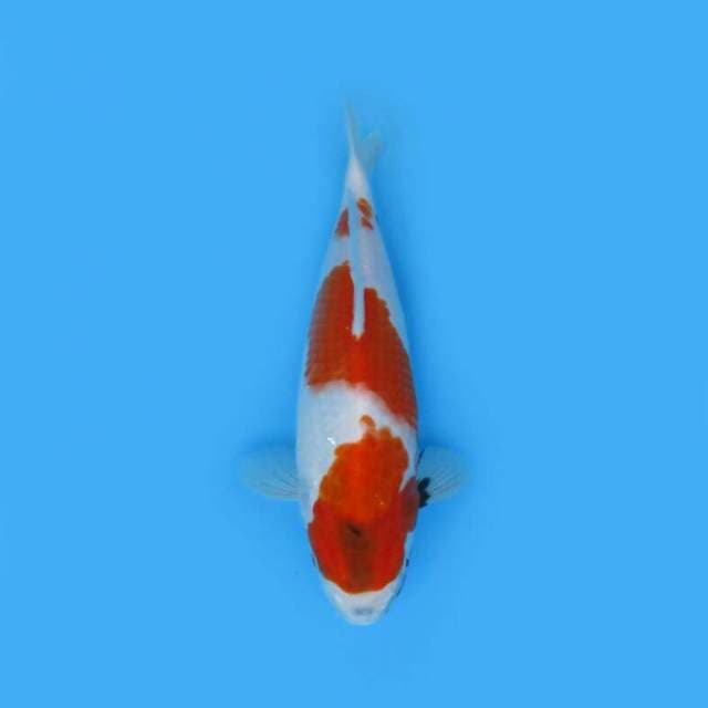 BKS ( SHOWA 30 CM )