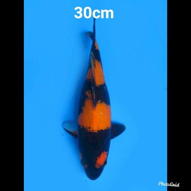 Hi Utsuri Halus , 30cm