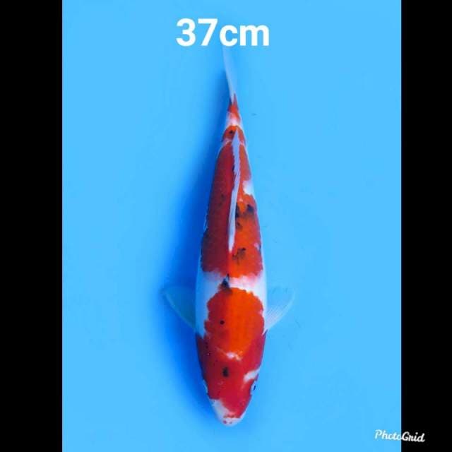 F1 Sanke Tategoi , 37cm