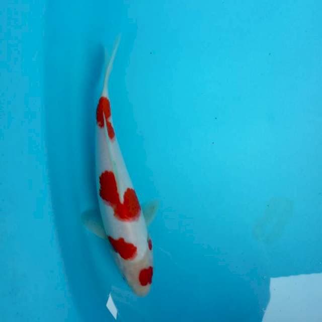 Oryginal kohaku sakura