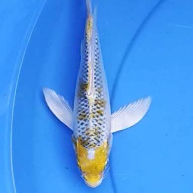 Kumpay kujaku 22 cm