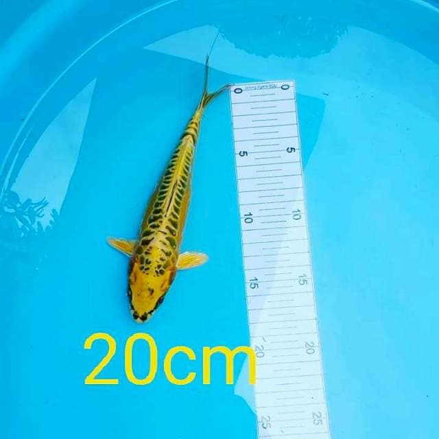 MIZUO.20CM