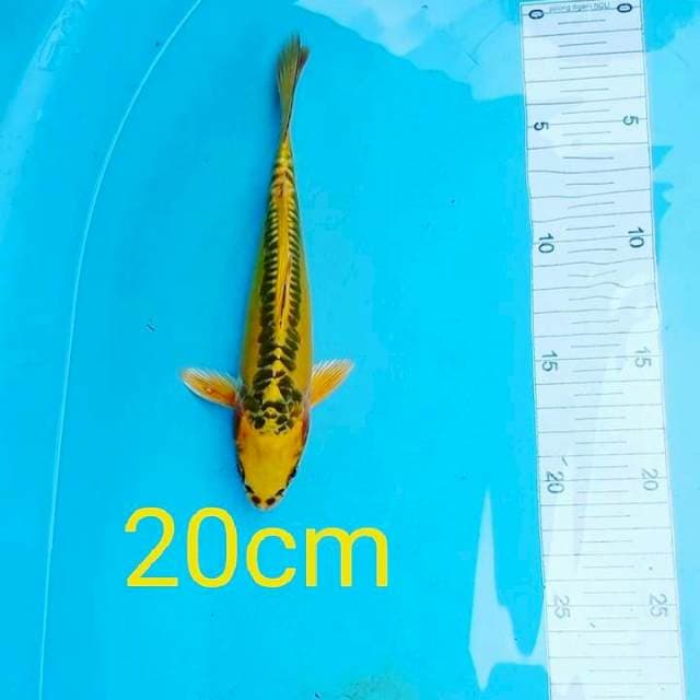 MIZUO 20CM...๐ช๐ช๐ช