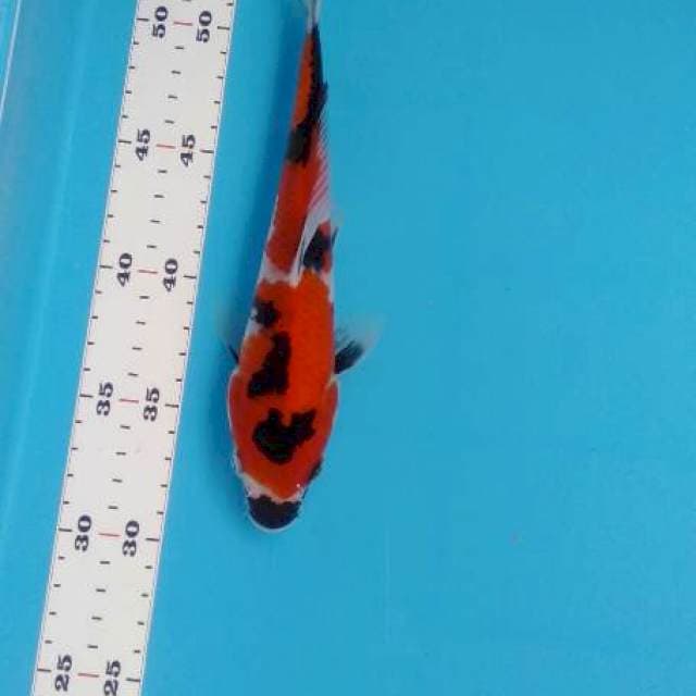 Showa 23 cm