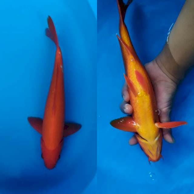 benigoi male plus plus 32 cm
