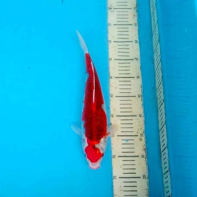 Marugoshiki 35cm
