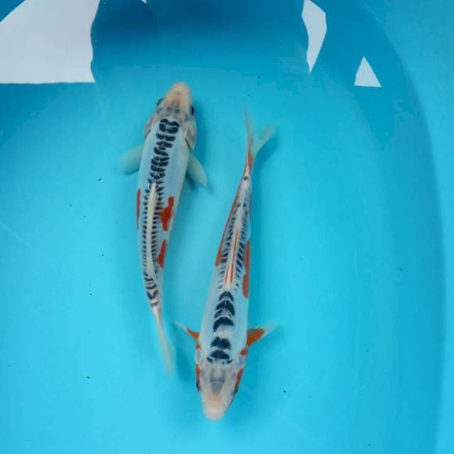 Shusui hana 2 sijoly