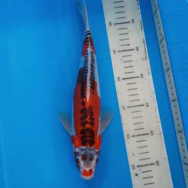 Kujaku merah doitsu