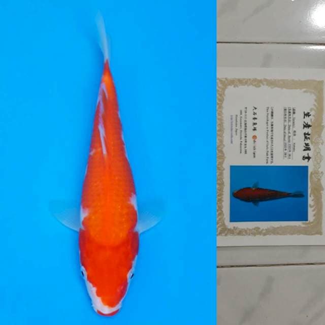 oishi kohaku 25cm certy