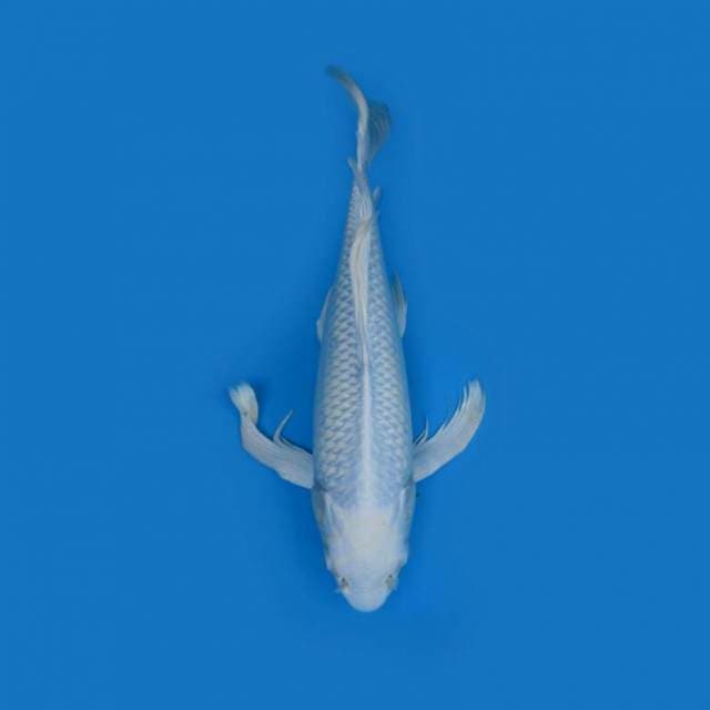 BKS ( PLATINUM KUMPAY 40 CM )