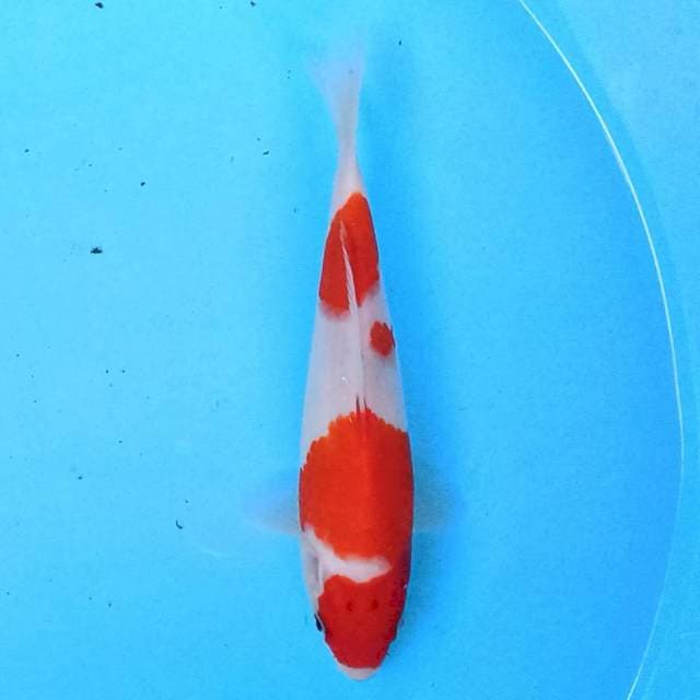 Kohaku 20 cm