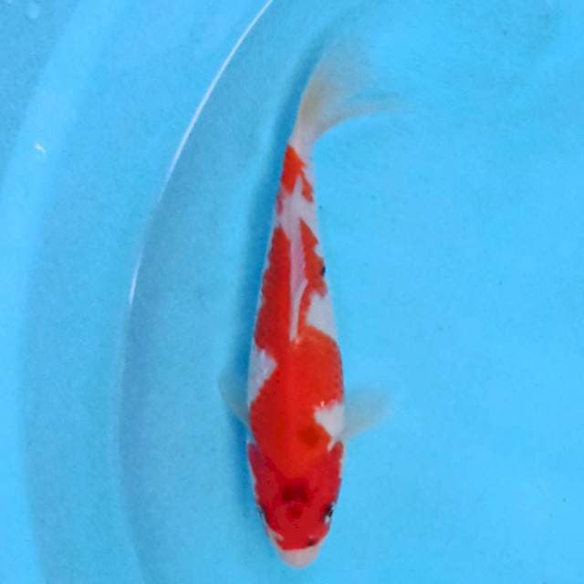 Goromo 19 cm