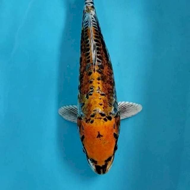 Kin kikoriyu