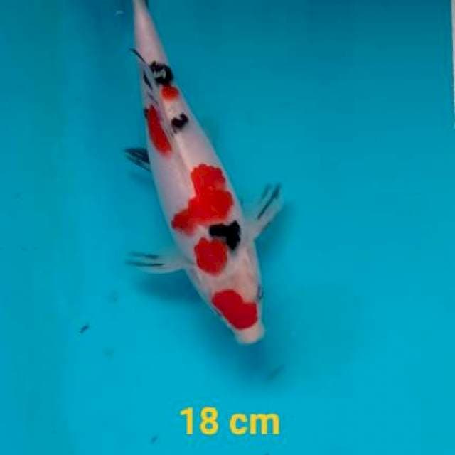 Sanke, 18 cm