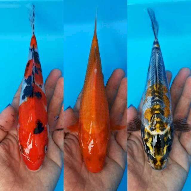 Mix 3e cantik sanke,benigoi dan kin kiko.21cm